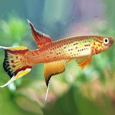 Lyretail Killifish - Aphyosemion australe - AllPondSolutions