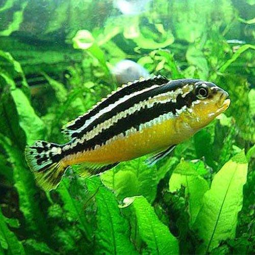 Malawi Golden Cichlid - Melanochromis auratus - AllPondSolutions