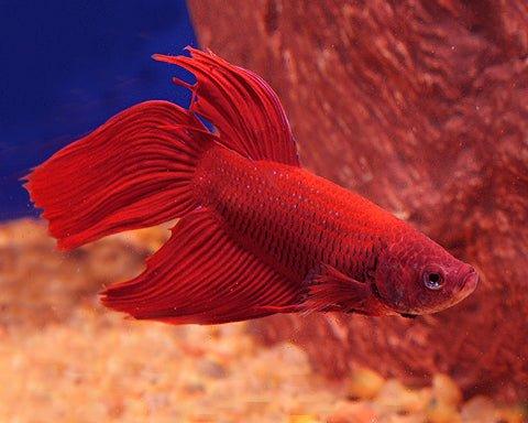 Male Fighters - RED - Betta splendens - AllPondSolutions