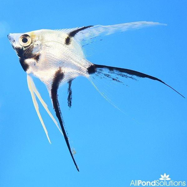 Marbled Veiltail Angel - Pterophyllum Scalare - AllPondSolutions