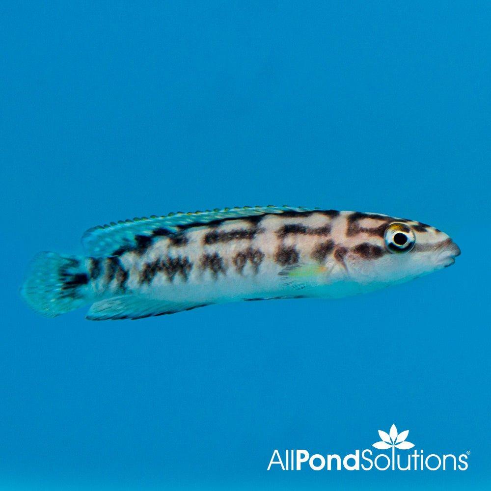 Masked Julie - Julidiochromis transcriptus - AllPondSolutions