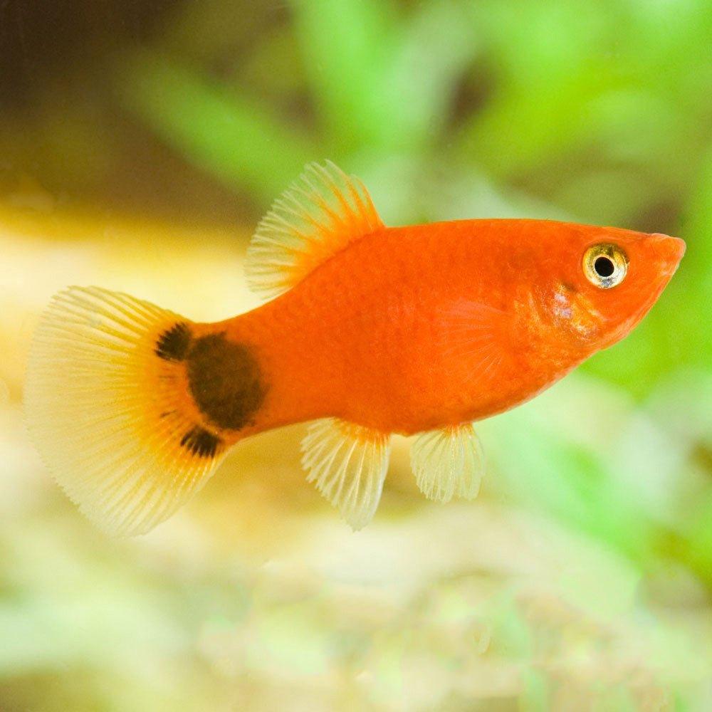 Micky Mouse Platy - Xiphophorus maculatus - AllPondSolutions