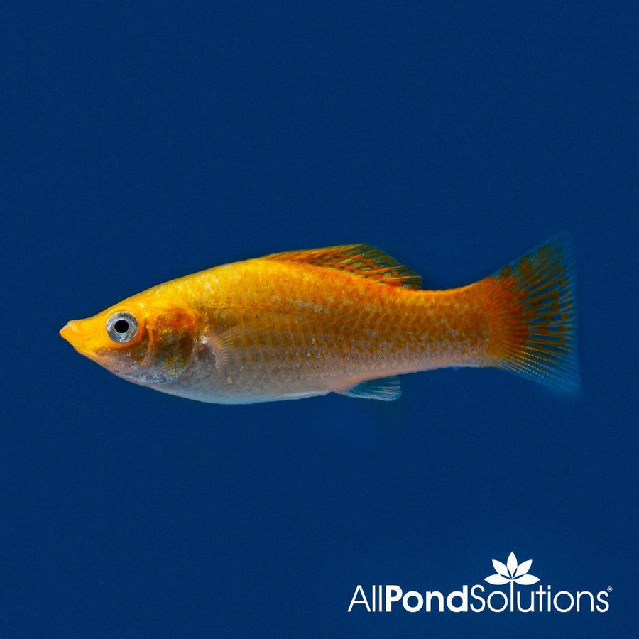 Molly Neon Orange ‚Äì Pecilia sphenops - AllPondSolutions