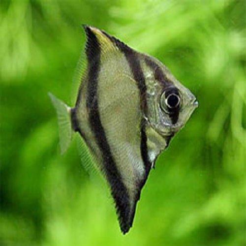 Mono Angel - Monodactylus sebae