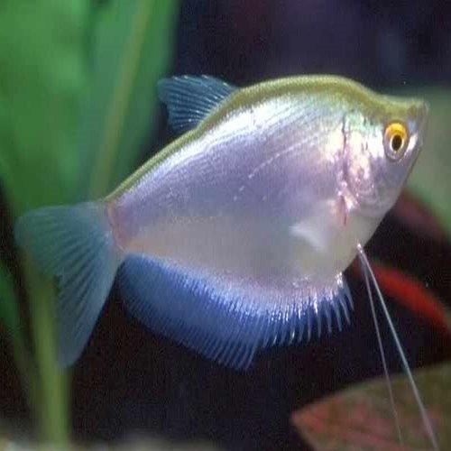 Moonlight Gourami - Trichopodus microlepis - AllPondSolutions