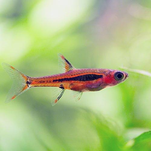 Mosquito Rasbora - Boraras brigittae - AllPondSolutions