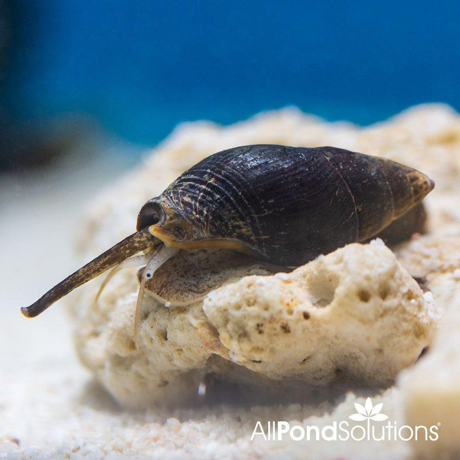 Nassa Sand Snail - Nassarius Species - AllPondSolutions