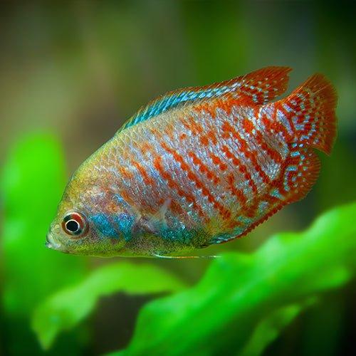 Neon Blue Dwarf Gourami (Pair) - Trichogaster lalius - AllPondSolutions