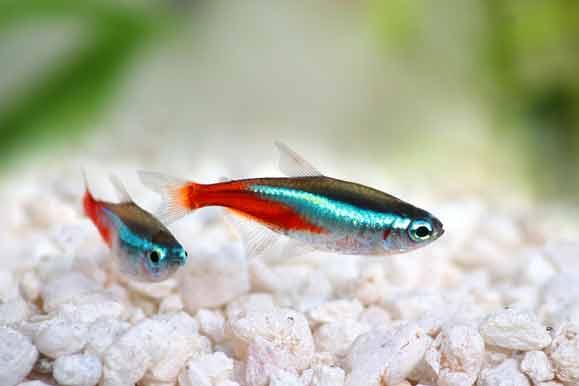 Neon Tetra - Paracheirodon innesi - AllPondSolutions