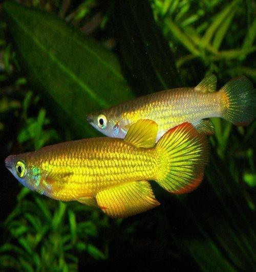 Neon Yellow Panchax - Aplocheilus lineatus - AllPondSolutions