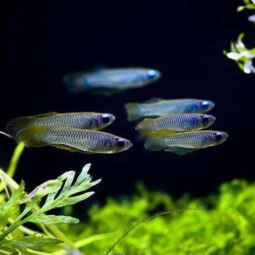 Norman's Lampeye - AllPondSolutions