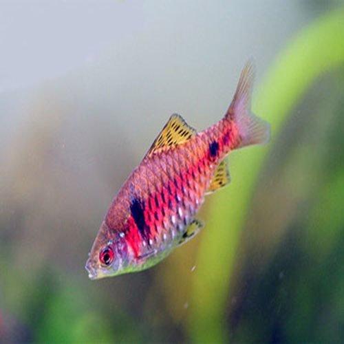 Odessa Barb - Pethia padamya - AllPondSolutions