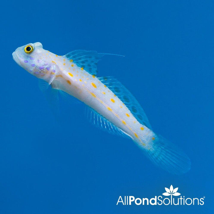 Orange Spot Goby - Valenciennea puellaris - AllPondSolutions