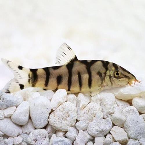 Pakistani Loach - Botia almorhae - AllPondSolutions