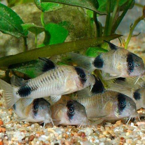 Panda Corydoras - Corydoras pandas - AllPondSolutions