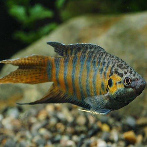 Paradise Fish - Macropodus opercularis - AllPondSolutions