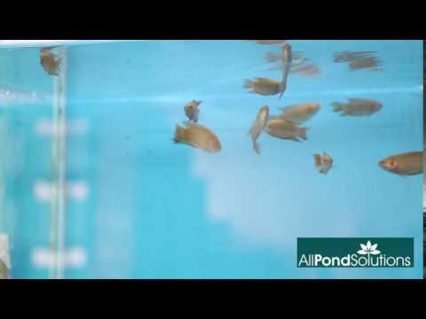 Paradise Fish - Macropodus opercularis - AllPondSolutions