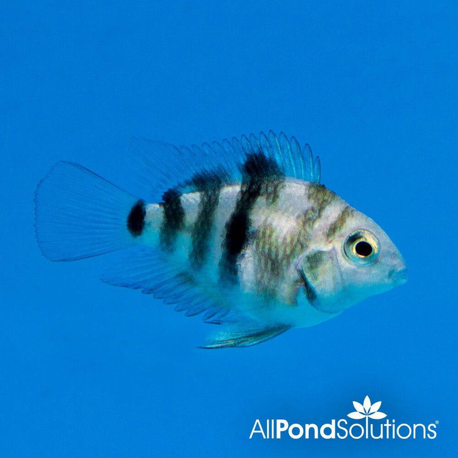 Parrot Cichlid Tiger Dwarf - Amatitlania nigrofasciata sp. - AllPondSolutions
