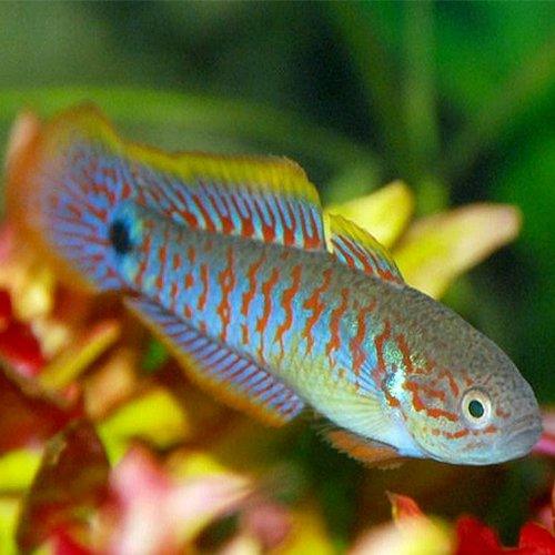 Peacock Gudgeon Goby - AllPondSolutions