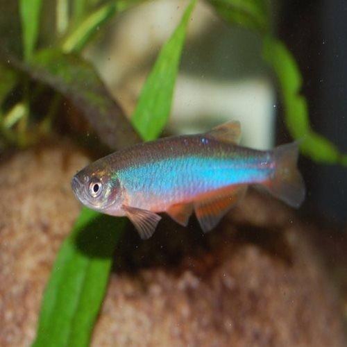 Pearl Danio - Brachydanio albolineata - AllPondSolutions