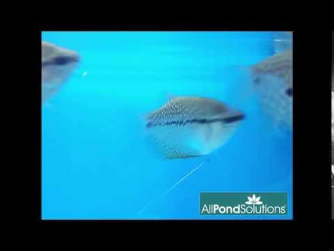 Pearl Gourami - Trichopodus leerii - AllPondSolutions