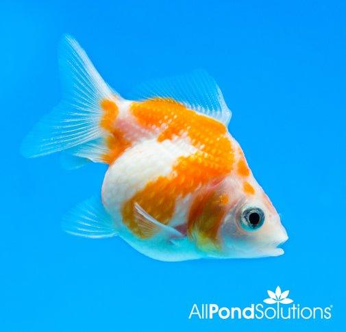 Pearlscale Goldfish - Carassius auratus - AllPondSolutions