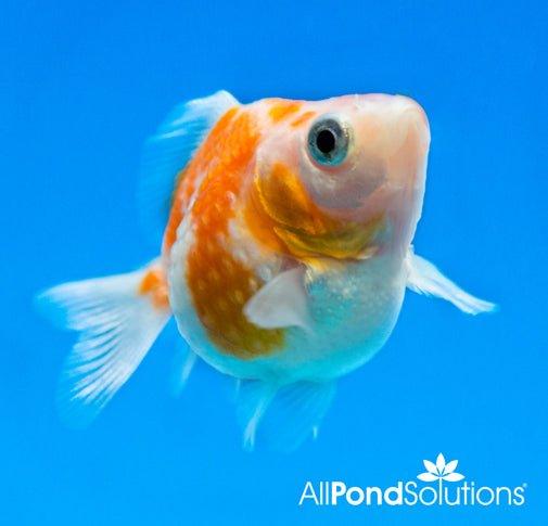 Pearlscale Goldfish - Carassius auratus - AllPondSolutions