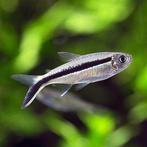 Penguin Tetra - Thayeria boehlkei - AllPondSolutions