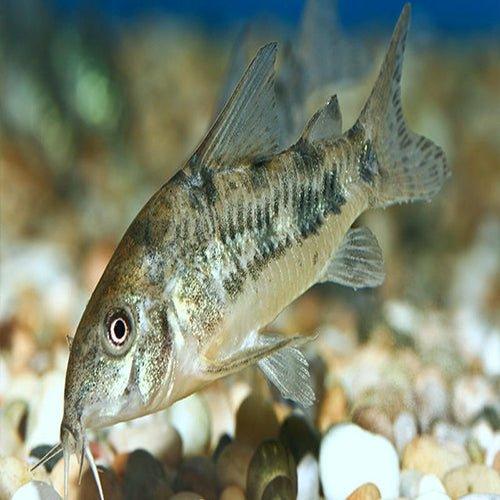 Peppered Corydoras - Corydoras paleatus - AllPondSolutions