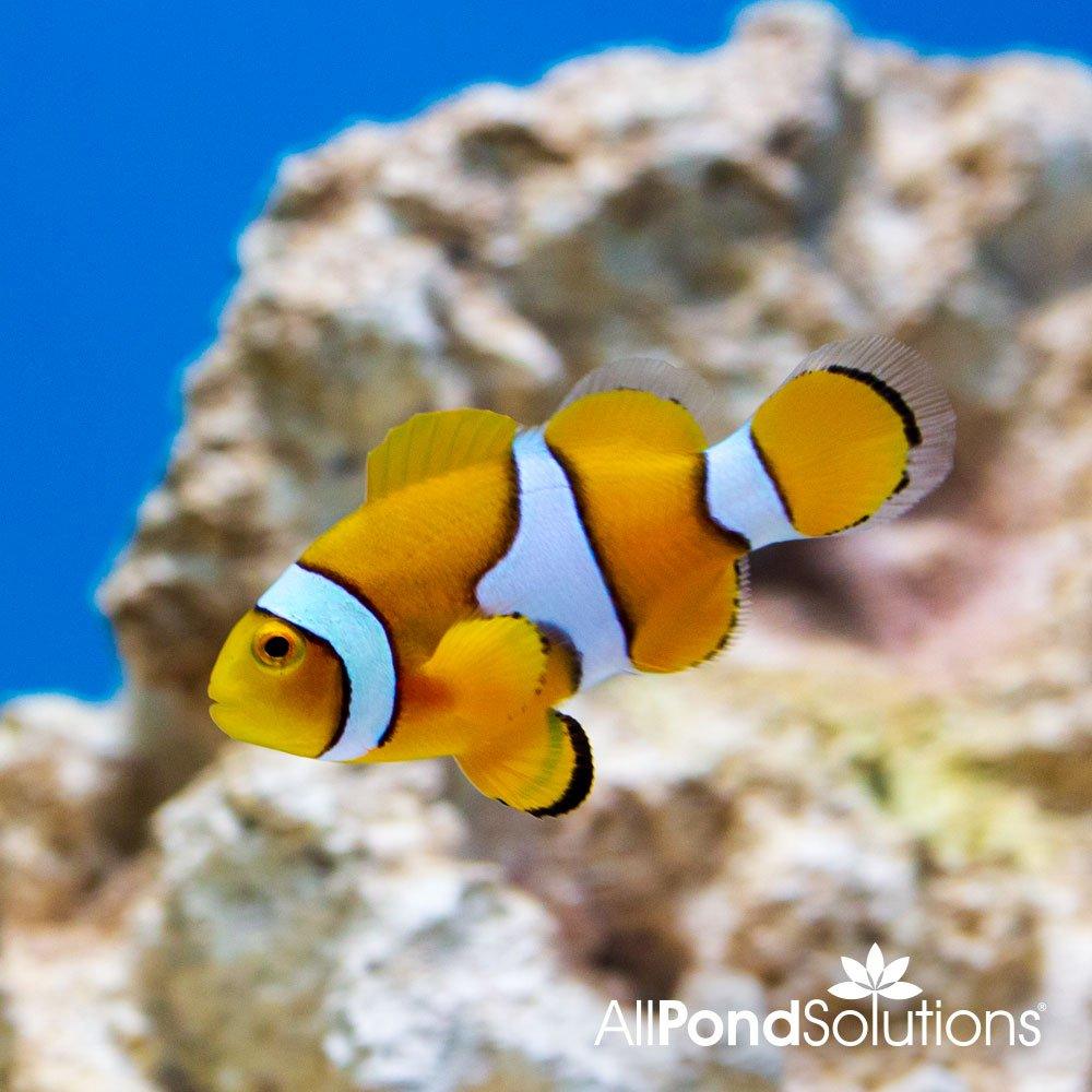Percula Clownfish - Amphiprion percula - AllPondSolutions
