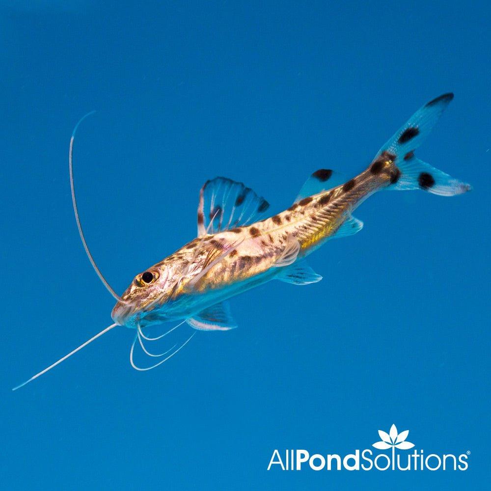 Pictus Catfish - Pimelodus pictus - AllPondSolutions