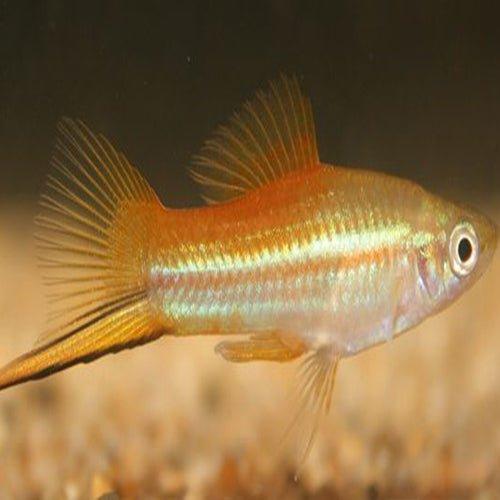 Pineapple Swordtail - Xiphophorus hellerii - AllPondSolutions