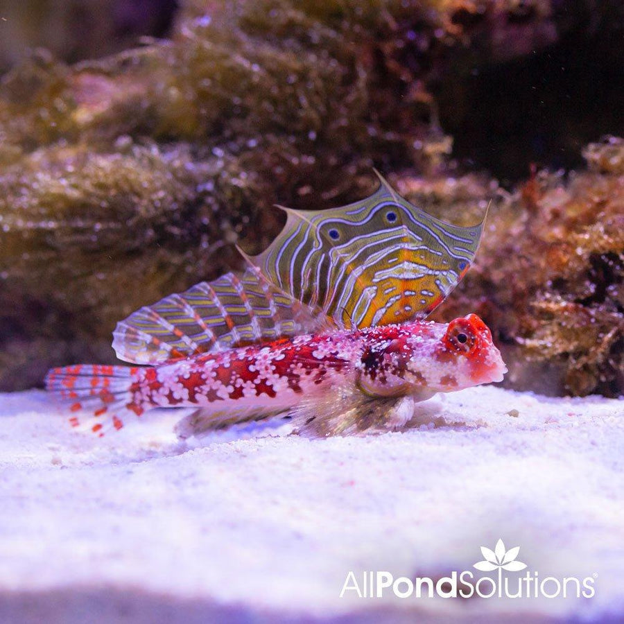 Pink Scooter Blenny - Synchiropus stellatus - AllPondSolutions