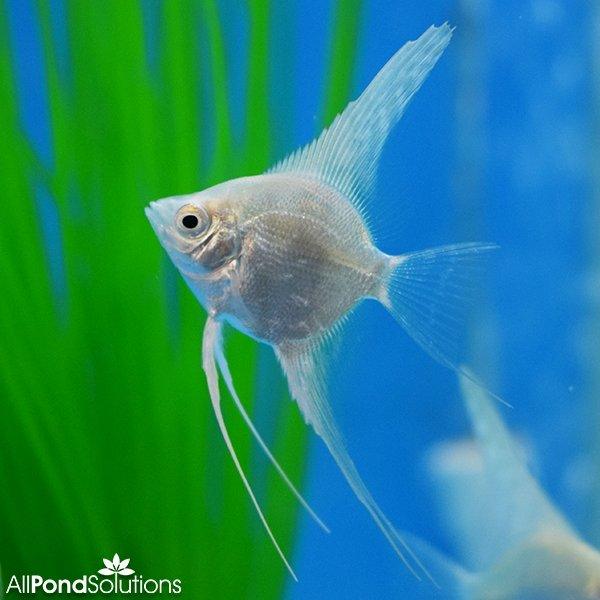 Platinum Angel - Pterophyllum Scalare - AllPondSolutions