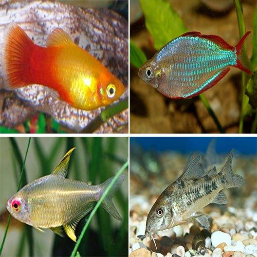 Platy, Rainbows, Tetra, Corydoras, Gourami - Bundle 15 - AllPondSolutions