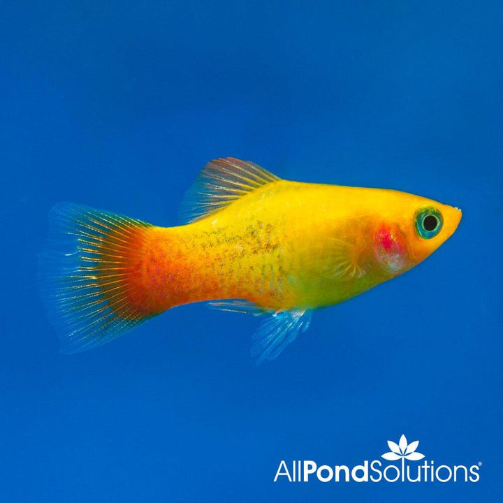 Platy Sunset - Xiphophorus Maculatus - AllPondSolutions