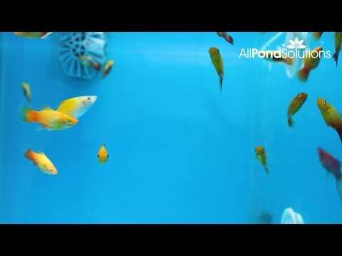 Platy Sunset - Xiphophorus Maculatus - AllPondSolutions