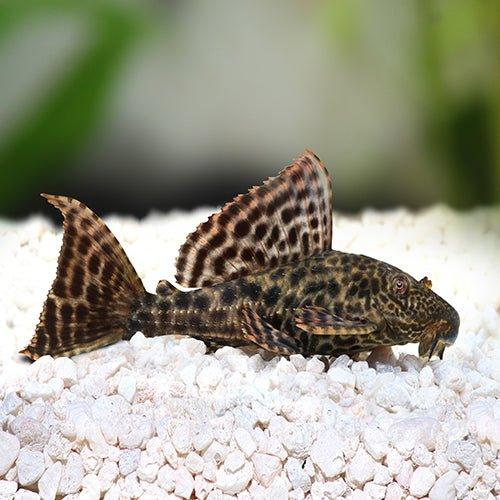 Plecostomus - Hypostomus plecostomus - AllPondSolutions