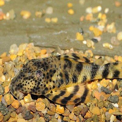 Plecostomus L205 - Peckoltia sp. (L205) - AllPondSolutions