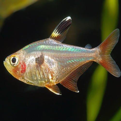 Pristella Tetra - Pristella maxillaris - AllPondSolutions