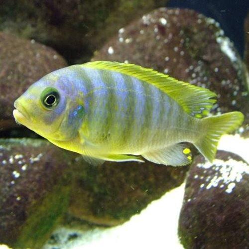 Pseudotropheus Aurora - Metraclima aurora - 9cm - AllPondSolutions