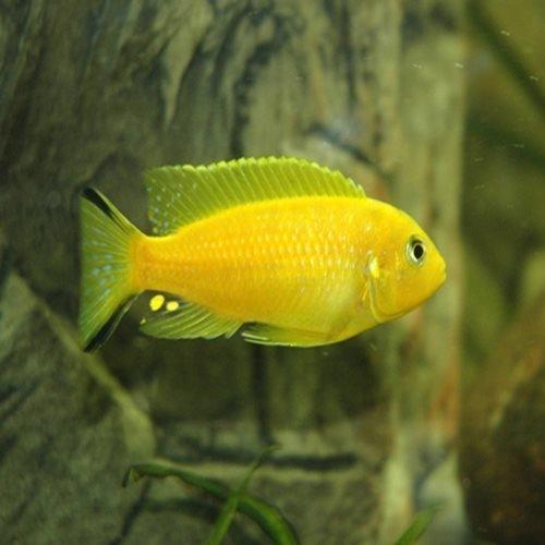 Buy 9cm Daktari Cichlids Online - Allpondsolutions – AllPondSolutions