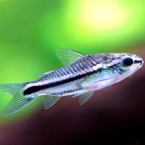 Pygmy Corydoras - Corydoras pygmaeus - AllPondSolutions