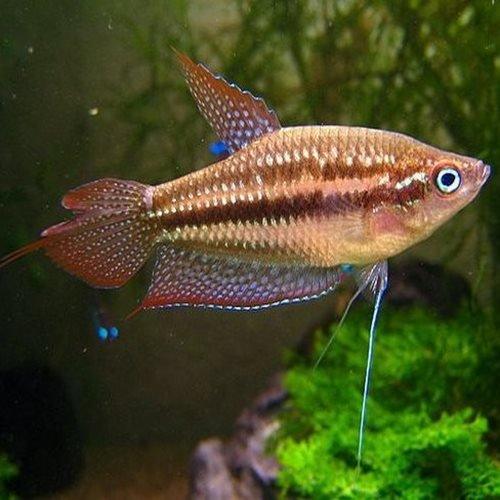 Pygmy / Sparkling Gourami - AllPondSolutions