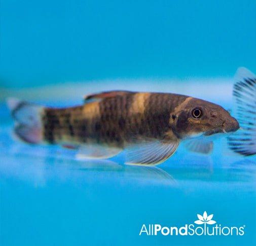 Rainbow Garra - AllPondSolutions