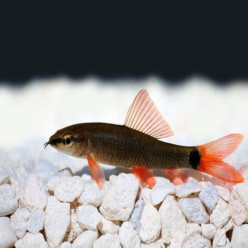 Rainbow Shark - Epalzeorhynchos frenatum - AllPondSolutions