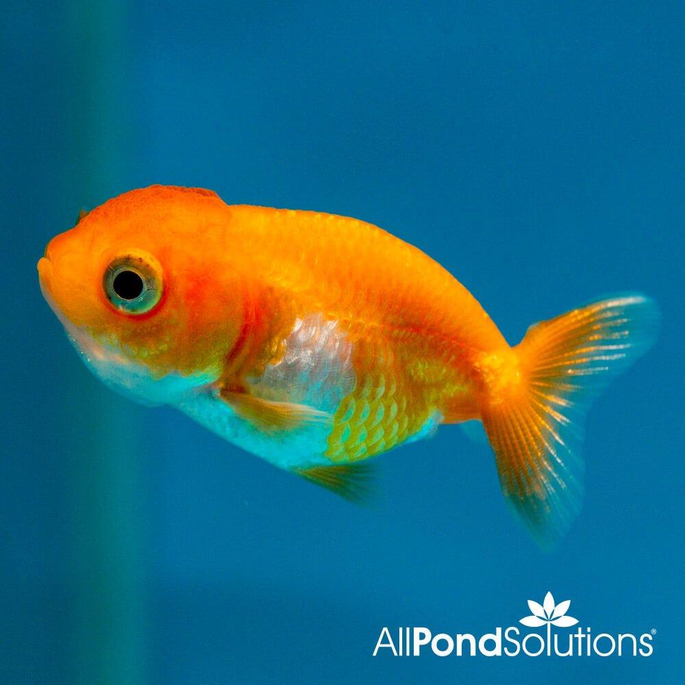 Ranchu Fancy Goldfish Red - Carassius Auratus - AllPondSolutions