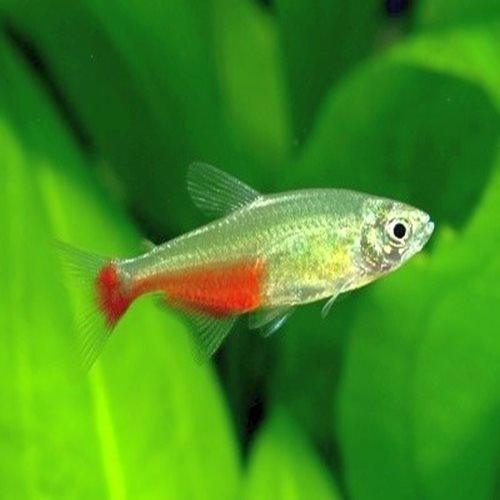 Rathbuni Bloodfin Tetra - AllPondSolutions