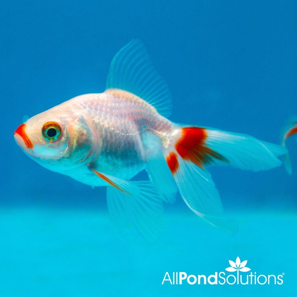 Red and White Fantail Goldfish - AllPondSolutions