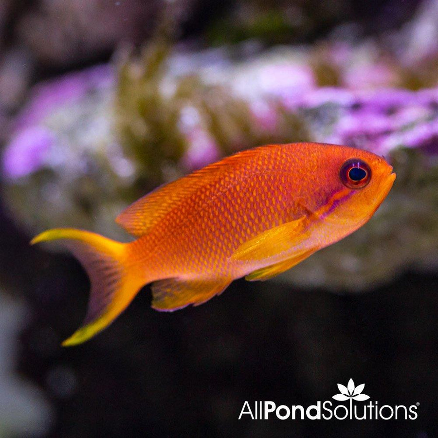 Red Anthias - Pseudanthias squamipinnis - AllPondSolutions